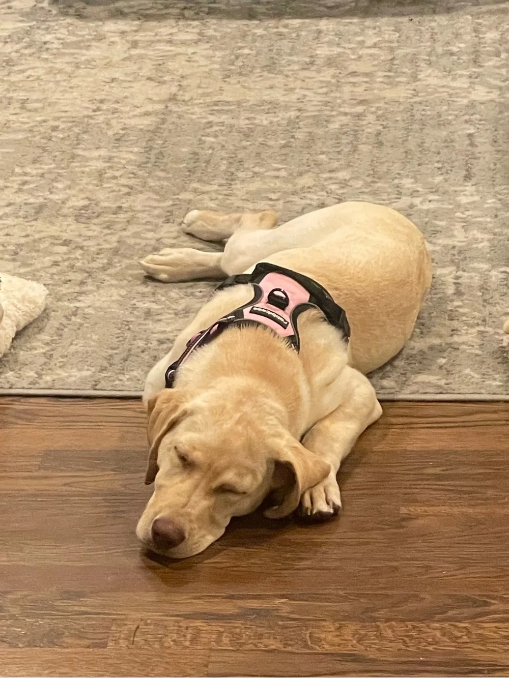 Rabbitgoo Pink Classic Fit No Pull Front and Back Clip Dog Harness Size Small